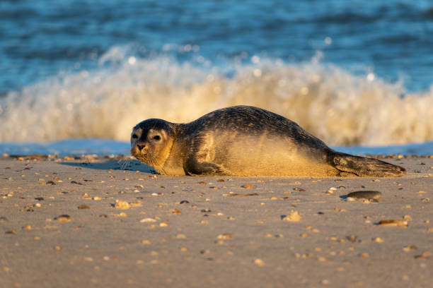 istock Adorable seal on a sandy shore on background of waves 1440559050
