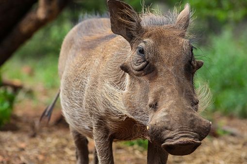 A selective focus shot of common warthog