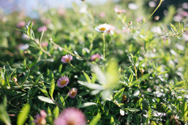 idyllische sommerwiese voller bunter blumen. - cosmos flower daisy flower field stock-fotos und bilder