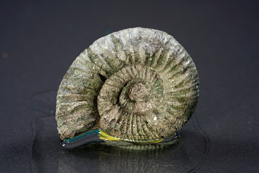 Close-up of an ammonite fossil dating from the Jurassic\nperiod.