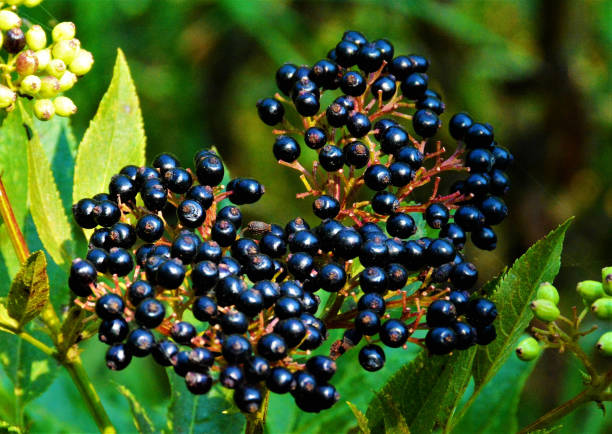 istock Selective focus shot of elder berries, Sambucus plant cluster 1440559370