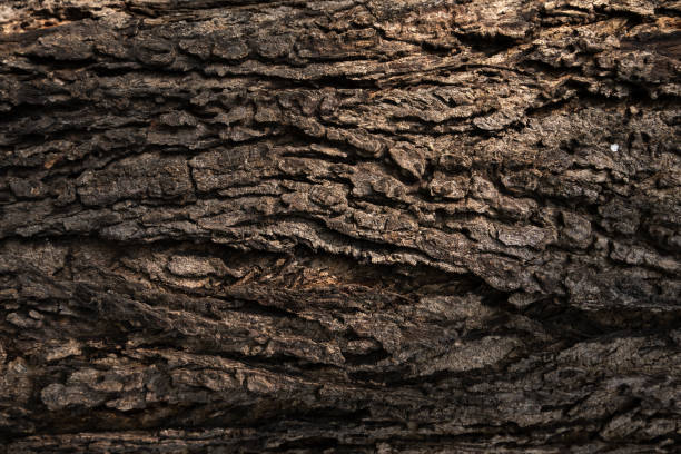 istock Closeup shot of a tree trunk 1440559539