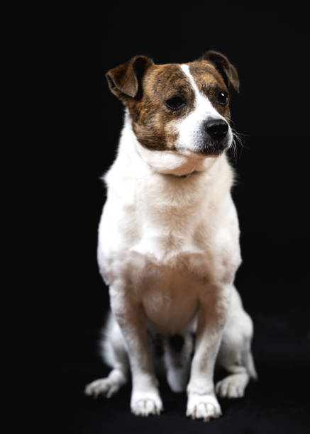 istock Vertical shot of a dog on black background 1440559579
