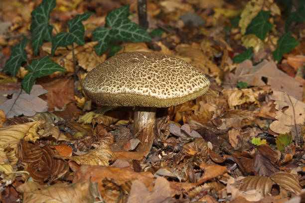 27 october 2022, Basse Ham, Thionville Portes de France, Moselle, Lorraine, Grand Est, France. In the forest, a Red-cracking Bolete has grown in a bed of fallen leaves. The stipe of the mushroom is brown. the cap of the mushroom has a cracked dark brown layer which shows a lighter background. The shape of the mushroom cap is regular. It is a mature specimen.