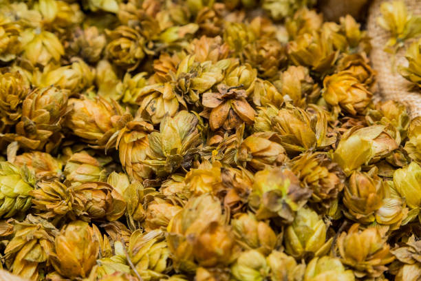 istock Closeup of dried hops for beer background 1440559915