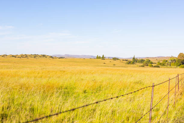 A dry boundless field on background of the blue sky