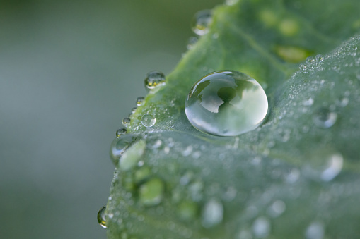 Closeup of various water drops on a green leaf