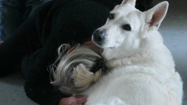 istock Cuddling with my sweet pet 1440560943