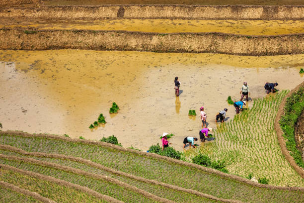 Vietnamese farmers working in rice field paddy. Vietnam is now one of top world exporters in rice Cat Cat, Vietnam - June 9, 2011: Vietnamese farmers working in rice field paddy. Vietnam is now one of top world exporters in rice exporters stock pictures, royalty-free photos & images