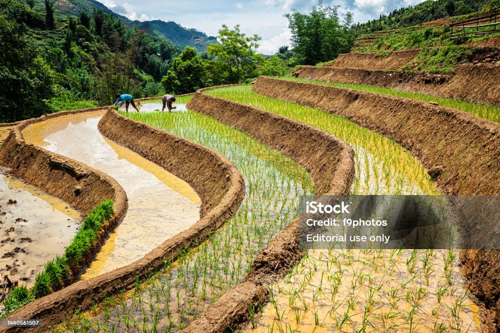 Petani Vietnam yang bekerja di sawah. Vietnam sekarang adalah salah satu eksportir dunia teratas dalam beras - Bebas Royalti Petani Foto Stok