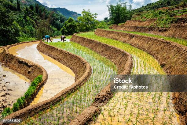 Petani Vietnam Yang Bekerja Di Sawah Vietnam Sekarang Adalah Salah Satu Eksportir Dunia Teratas Dalam Beras Foto Stok - Unduh Gambar Sekarang