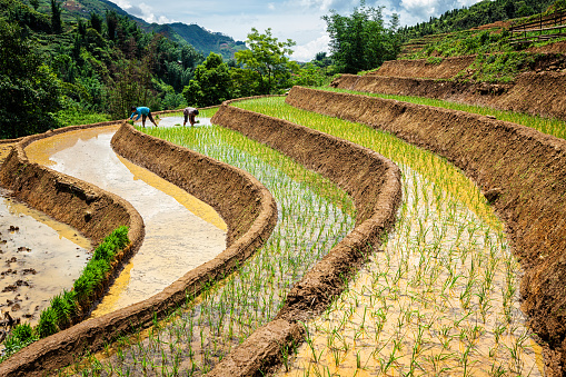 Cat Cat, Vietnam - June 9, 2011: Vietnamese farmers working in rice field paddy. Vietnam is now one of top world exporters in rice