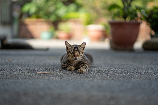 A stray tabby cat resting in the yard.