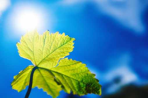 Close-up of vine leaf looking translucent as it is lit by the sun, shining brightly in a summer sky.