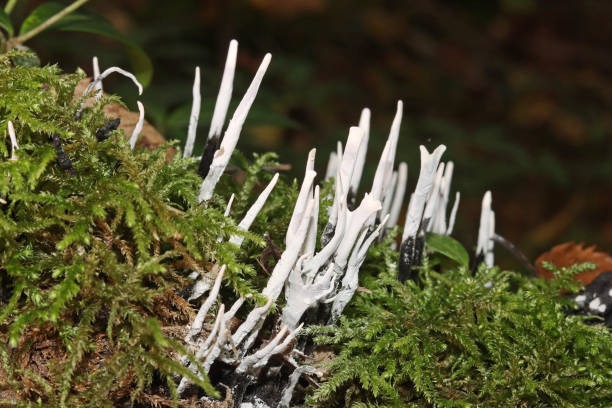 legno xilare - fungo da fiuto a candela (xylaria hypoxylon). - xylaria foto e immagini stock