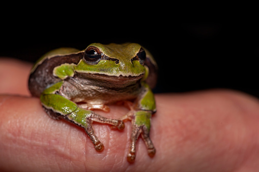 A green frog sits on the pavement of a garden patio.