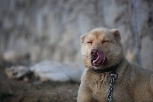 Funny black and white dog licking her nose after eating.
