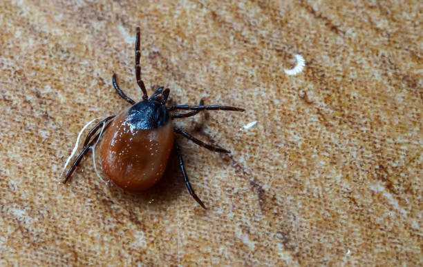 istock Ixodes persulcatus or taiga tick macro photo. 1440566055