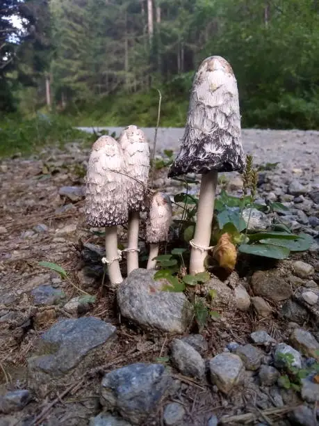 Coprinus comatus, shaggy ink cap mushrooms on path in forest