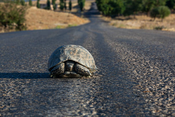 istock Turtle Crossing the High Way 1440566212