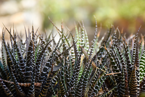 Cactus succulent plant, zebra cactus plants