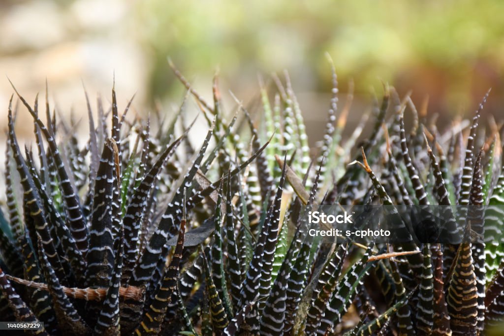 Cactus succulent plant Cactus succulent plant, zebra cactus plants Aloe Vera Plant Stock Photo