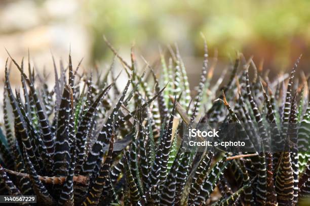 Cactus Succulent Plant Stock Photo - Download Image Now - Aloe Vera Plant, Beauty In Nature, Botany