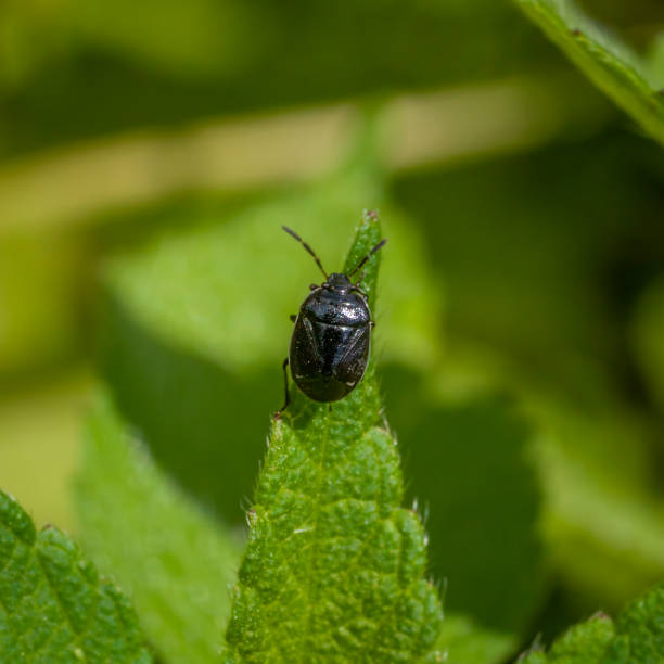 istock White-margined burrower Bug, (Sehirus cinctus albonotatus), White-margined burrowing bug, Cydnidae, Hemiptera. 1440567416