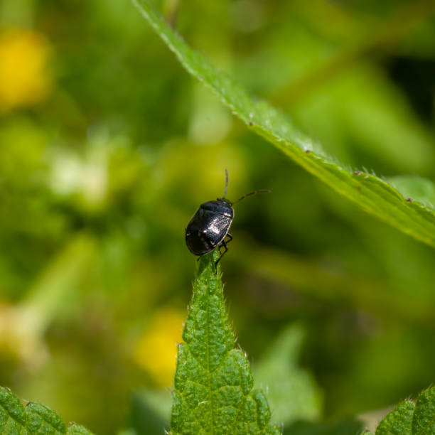 istock White-margined burrower Bug, (Sehirus cinctus albonotatus), White-margined burrowing bug, Cydnidae, Hemiptera. 1440567420