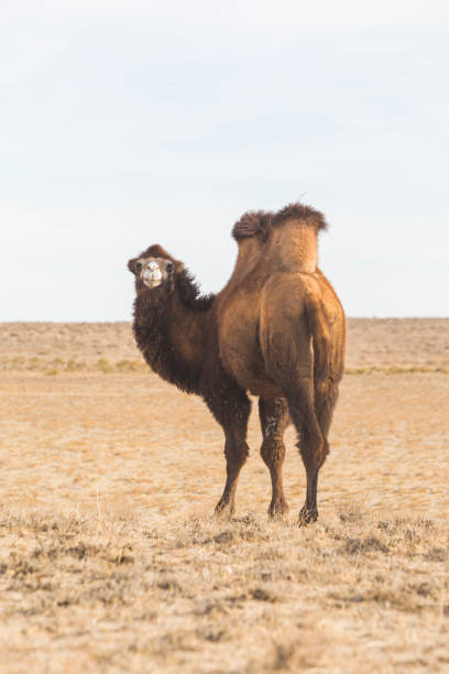 istock Bactrian camel in the steppe of Kazakhstan 1440567600