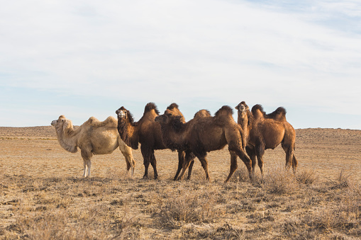 A group of Bactrian camels in the steppe of Kazakhstan