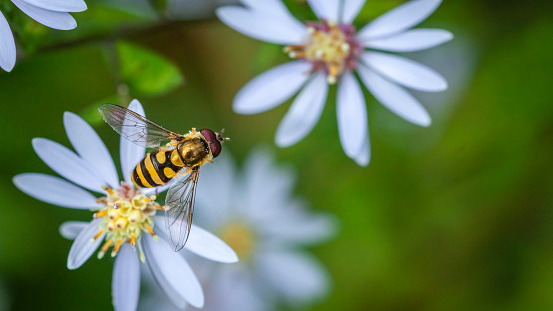 Hover flies resemble yellow jackets, but are actually flies and are great pollinators for gardens.