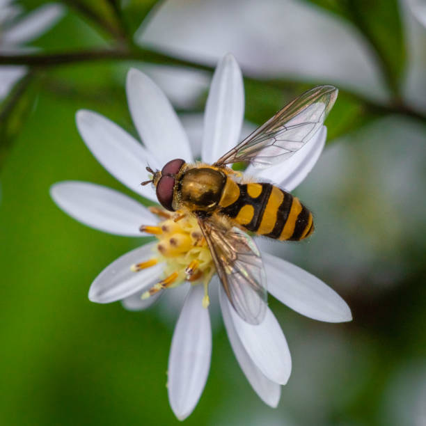 istock Hoverfly, (Syrphus ribesii), syrphe du groseillier, Diptera, Syrphidae, Syrphus. 1440567937