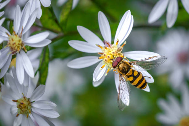istock Hoverfly, (Syrphus ribesii), syrphe du groseillier, Diptera, Syrphidae, Syrphus. 1440567942
