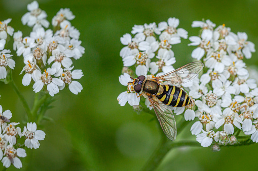 A syrphe, Syrphus ribesii visits a flower in the Laurentian forest in the spring.