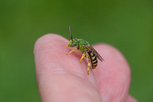 Photographing a blue-eyed cicada on a white background.