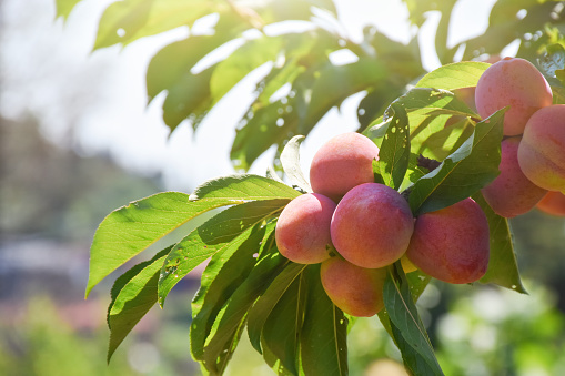 Peaches, fresh organic peaches on the tree