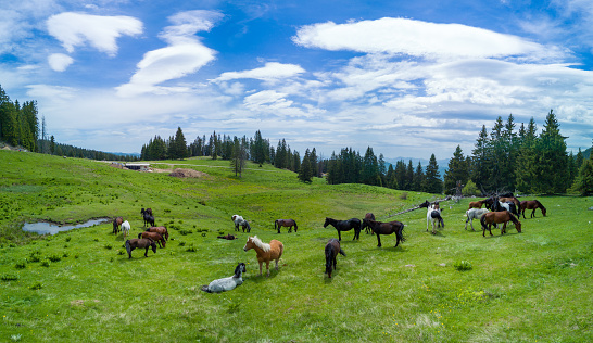 Herd with wild horses grazing on green meadov with stream, eating grass near spruce forest in mountain valley against cloudy sky. Panorama, top view