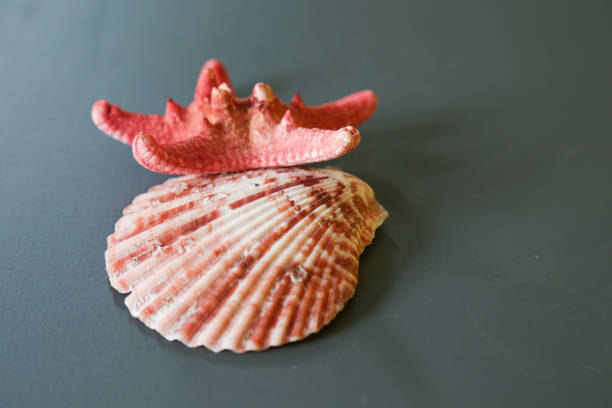 Seashell and starfish on the grey background