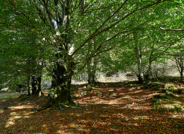 istock Sierra Urbasa in autumn, Navarra 1440571792