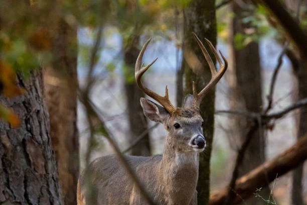 110+ Stitt Fotografías de stock, fotos e imágenes libres de derechos