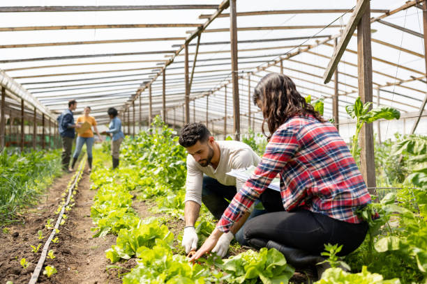istock Workers working at an organic farm cultivating lettuce 1440571864