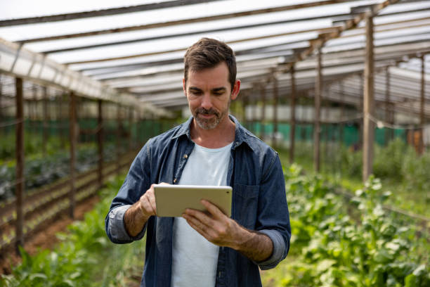 istock Man working at an organic farm growing green vegetables 1440571867