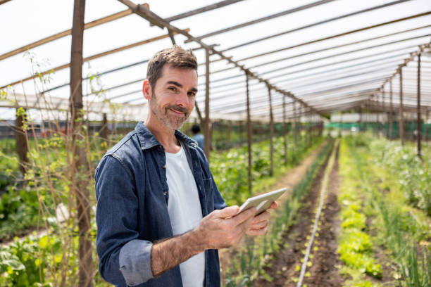 istock Man growing green vegetables at his organic farm 1440571876