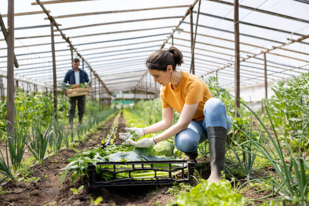 istock Woman harvesting vegetables while working at an organic farm 1440571914