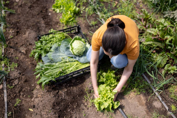 istock Female farmer harvesting vegetables while working at an organic farm 1440571927