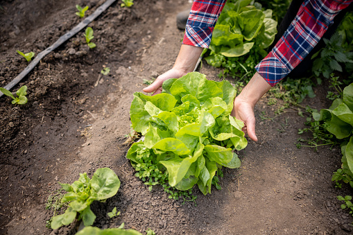 Close-up on a person harvesting lettuce at a vegetable garden - sustainable lifestyle concepts