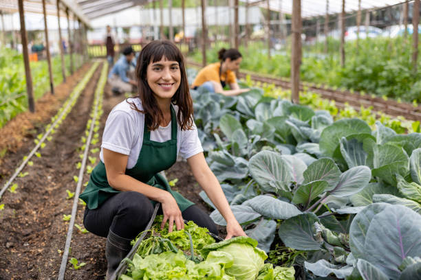 Happy woman working at an organic farm cultivating green vegetables stock photo