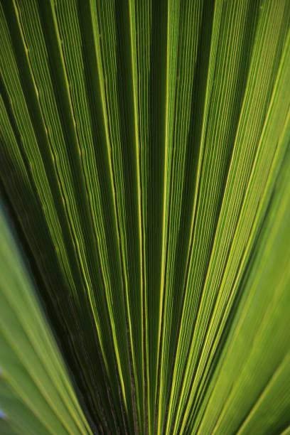 istock Detailing Palm leafs with macro shoots . 1440572604