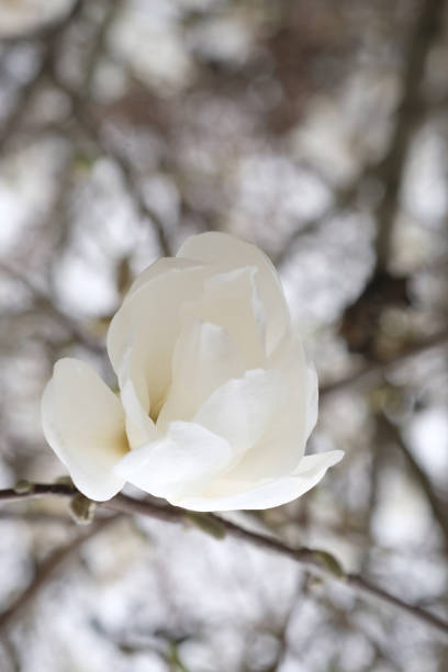 istock White magnolia flower bud on a branch. 1440572846